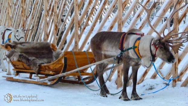 Reindeer rides at Napapiiri
