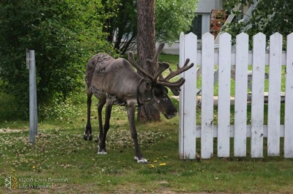 Are reindeer wild animals?