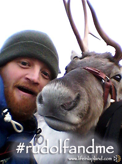 Taka a reindeer selfie in Lapland / copyright www.lifeinlapland.com