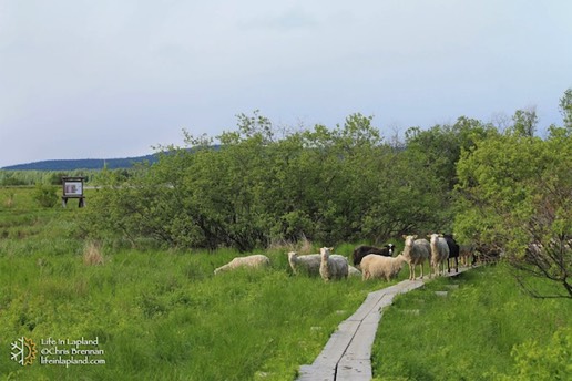 Koivusaari Island, Rovaniemi / Copyright http://lifeinlapland.com