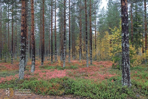 Autumn ruska in Lapland / www.lifeinlapland.com
